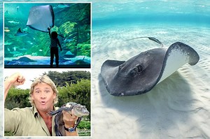 Tragic stingray misunderstanding 18 years after Steve Irwin's death remains