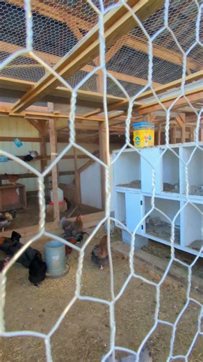 Where Did Tony The Cat Go?