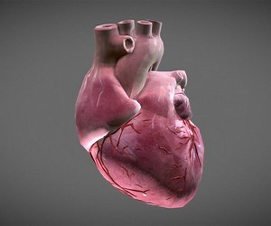 ArtStation - Human Heart | Resources
