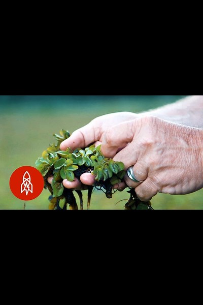 Battling giant Salvinia, the fight to save caddo lake