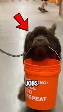 Top 5 Dog Breeds Bred For Incredible Jobs 🐶😱 #1 Is Truly Fearless