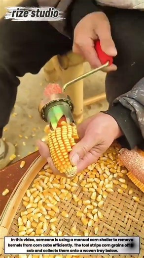 "Handy Tool for Corn Shelling! 🌽✨ Traditional Farming Hacks"