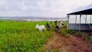 😊Look at these rescued donkeys loving life at our new Arrana rescue center in the West Bank. They finally have all the space they need to run free, stretch their legs & make new friends 🥰 👏This heartwarming scene wouldn't be possible without YOUR incredible support - Thanks🙏 | Safe Haven for Donkeys
