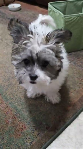 Yorkiepoo puppy Nonstop Playtime!