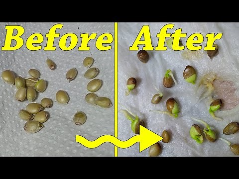 How to sprout lemon seeds - paper towel method