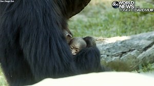 WELCOME TO THE WORLD: Siamang parents Eloise and Unkie welcomed their newest baby gibbon at the San Diego Zoo. The successful parents have already produced six offspring over the years and mom was placed on birth control so the arrival of the newest baby was a welcome surprise for zoo staff. https://abcn.ws/2FLyzTu | ABC World News Tonight with David Muir