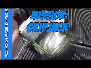 Mission: SkipJack - Catching bait below Kentucky Dam - TN River - Shane Williams Outdoors