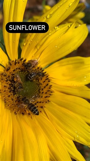 There are plenty of flowers that are easy to grow and loved by bees 🌸🐝 Our bee spy Mira captured some of her top picks in the garden. Planting a variety of blooms ensures nectar and pollen for bees across the seasons. Which bee-friendly flowers do you grow? 🌻 #beesarecool #honeybee #urbangardening | Flow Hive
