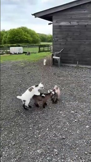 Crazy Baby Goat Jumping on the Road 🐐😄