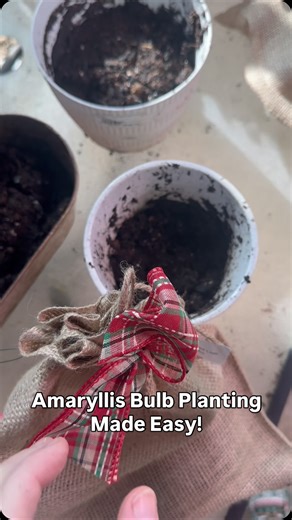 Park Seed | Seeds & Indoor Growing on Instagram: "🌺 Amaryllis bulbs are a winter favorite and one of our go-to gift ideas this season! Today we’re planting two different Park Seed amaryllis varieties, using six bulbs total. Some are planted together for a fuller display, while others are planted individually - an easy way to turn a single 3-pack of bulbs into multiple beautiful gifts! Perfect for friends, teachers, neighbors, or anyone who would enjoy cheerful blooms indoors! In the video, we w