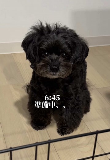 爆睡中でもしっかり自動給餌器に反応するいっぬwww #チワプー #犬のいる生活