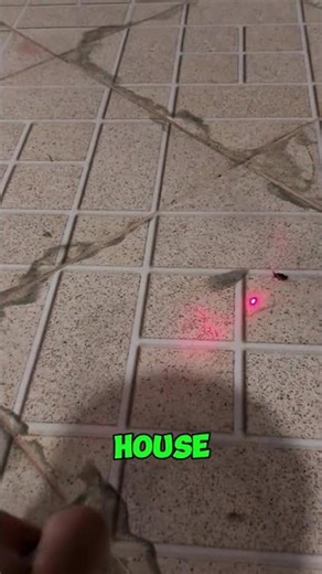 Man Trains Frog To Hunt Bugs 🐸