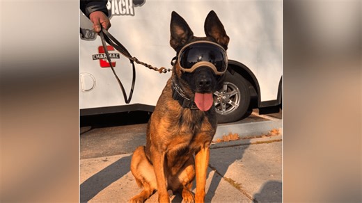 'Not to be tango’d with': Sheriff's K-9 retires after 270 deployments