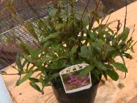 ガウラの育て方