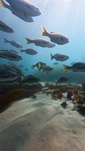 La Jolla Cove, San Diego, California, sea life, fish, snorkeling, GoPro, #shorts #shortsvideo