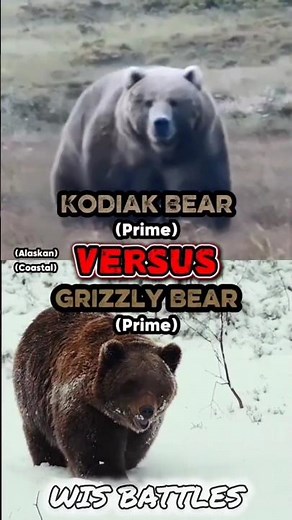 Kodiak Bear VS Grizzly Bear