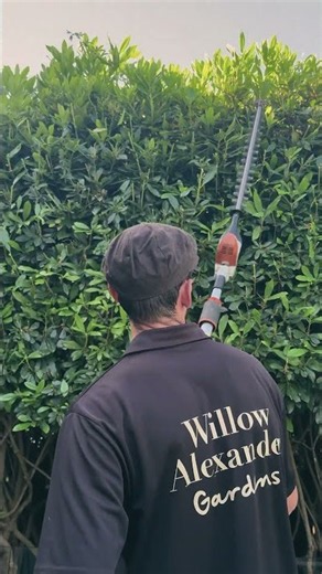 How to Trim Tall Hedges Safely with a Pole Hedge Trimmer #hedgetrimming #hedges #gardening #garden