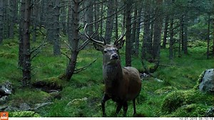 A young stag on it's way to the rut, captured on one of our remote camera traps- best viewed in HD. | Balmoral Castle