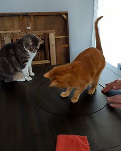 How long before he gets dizzy? 😹😵‍💫 | Furry Tails