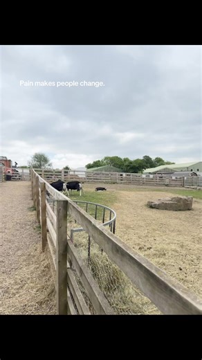 Paintooreal💔 (@pain_hub.sad.ness)’s videos with original sound - gray