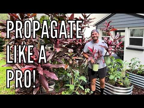 How to Propagate Hawaiian Ti Plants | Easy Step-by-Step Guide // The Gardener's Garden