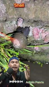 🐌 The Benefits of Snails | Why Snails Are More Amazing Than You Think!