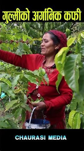 coffe khetai #coffee #gulmi