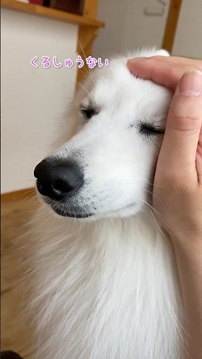 褒めてなでるとキリッした顔がふにゃっとなる #日本スピッツ #中型犬 #いぬのいる生活