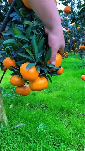This Citrus Tree Produces Incredible Sweet Fruit #CitrusHarvest #Mandarin #FruitTree