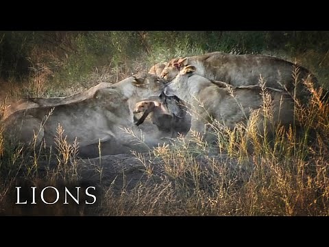 Lions rip Warthog apart and eat it alive, Botswana Safari
