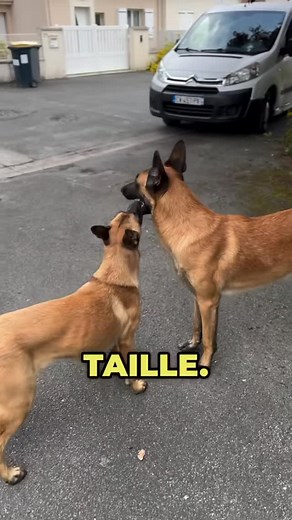 Nina Laqueen on Instagram: "Simba 43 kg énorme malinois!#instagood #instagram #foryou #live #malinois #maroc #instalike"