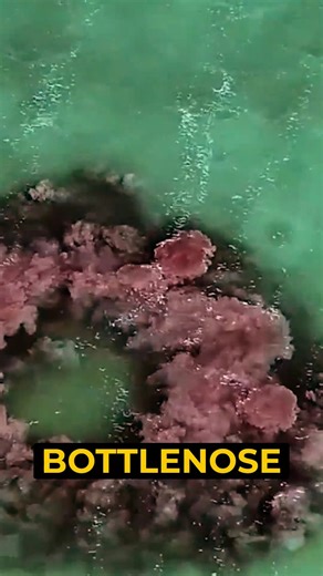 One dolphin starts beating its tail against the seafloor, swirling a ring of mud. Then it circles tighter and tighter, trapping fish in a rising wall of silt. 🐬🌊 With no escape but up, the fish leap out of the water — right into the mouths of waiting dolphins. This clever behavior, known as mud ring feeding, is one of the most impressive examples of animal cooperation in the ocean. Proof that intelligence comes in many forms — and sometimes, it swims in pods. 🎁 Explore my hand-picked gear, bo