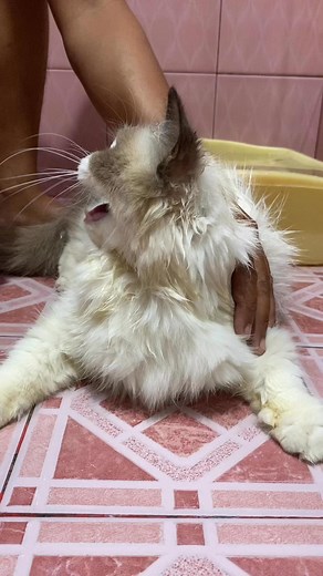 Beautiful Ragdoll cat is angry because she doesn't want to take a bath, she meows loudly 🤣🤣🤣 #cat #cats #catlover #funny #cutecat #ragdoll #fyp #fypviral #viral #viralreelschallenge #viralvideochallenge #viralreelsfacebook | Milky Cat
