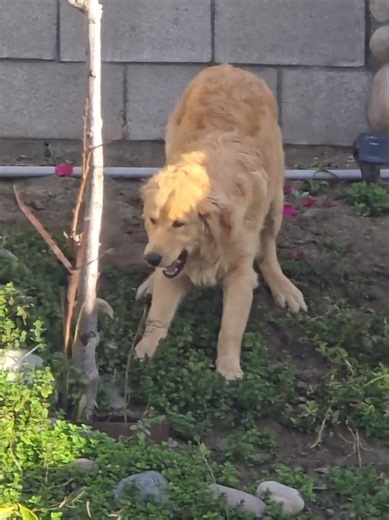 #dogs #fyp #house #trending #goldenretriever