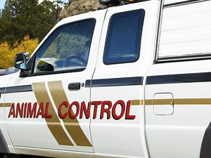 Ball Python Missing On Cape Cod