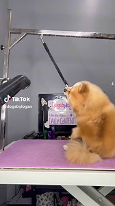 Grooming Houdini 🪄#dogs #fyp #doggrooming #dogsbylogan #mikeyandthedogs | It’s Mike TV