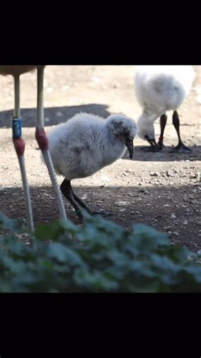 Now that’s what we call The Life of a Flamingo Chick ✨ Juvenile flamingos grow quickly! Hatched in early September, these chicks have been exploring and getting bigger by the day. Stop by and say hello to the newest members of the flock if you haven’t yet. 💚 | Tracy Aviary
