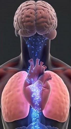 What Happens Inside Your Body After Drinking Water? | 3D Hydration Animation.