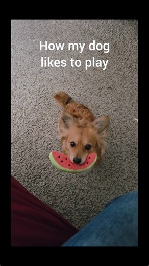 How Muneca likes to play #cute #funny #pets #adorable