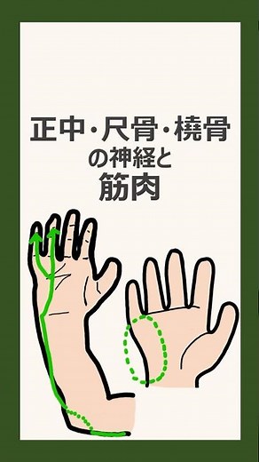 正中、尺骨、橈骨の神経と筋肉 #理学療法士国家試験 #作業療法士国家試験 #解剖学 #解剖生理学 #運動学 #生理学 #国家試験対策 #柔道整復師国家試験