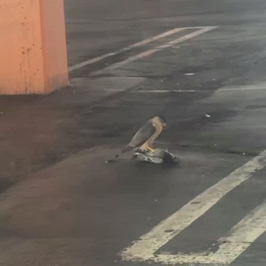 Amber Williams on Reels