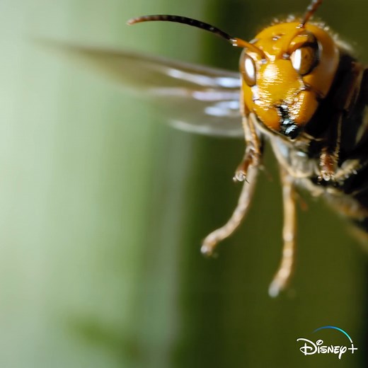 Giant Asian hornets are the largest wasp in the world, but even they can be taken down when bees work together to protect their larvae. #SuperNaturalSeries is now streaming on Disney . | National Geographic Animals