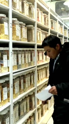 This week, the Crop Trust is visiting CIMMYT's genebank, which houses over 28,000 maize and 123,000 wheat seed samples, serving as a living library of crop diversity collections that support breeding research and resilient agriculture worldwide. In this video, Carolina Sansaloni, Curator of the Wheat Collection, shares how the International Maize and Wheat Improvement Center (CIMMYT) safeguards these vital seeds and why they're key to sustainable food systems. 🎥 Watch now to learn how conservin