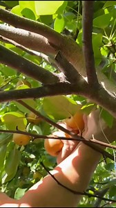 Cosecha de peras asiáticas | Osmin Rivas