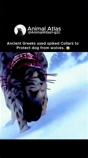 The Spike Collar That Saved Shepherd Dogs from Extinction #ancient #survival