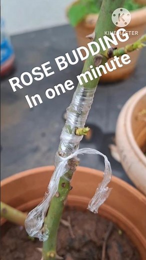 Rose budding in a minute👍👌 #rose #gardening