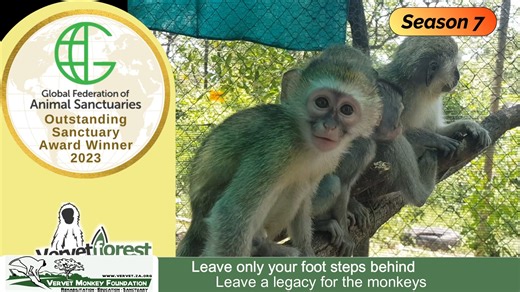 4.2K views · 140 reactions | Boogie a previous orphan monkey gets...