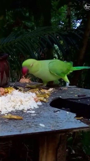 Wild Harmony: Parakeet Feast - Short