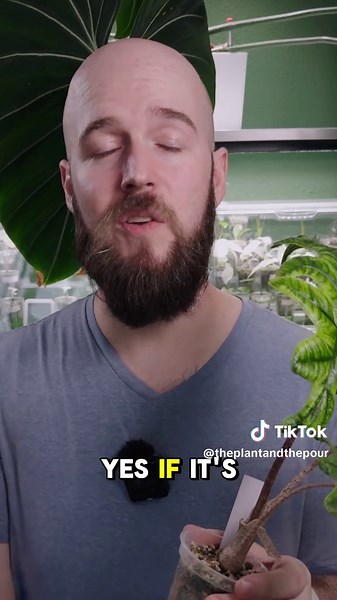 Understanding How Plant Roots Function for Better Care