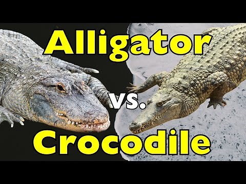 Alligator vs Crocodile – Stop Getting Them Wrong! [ID1001]